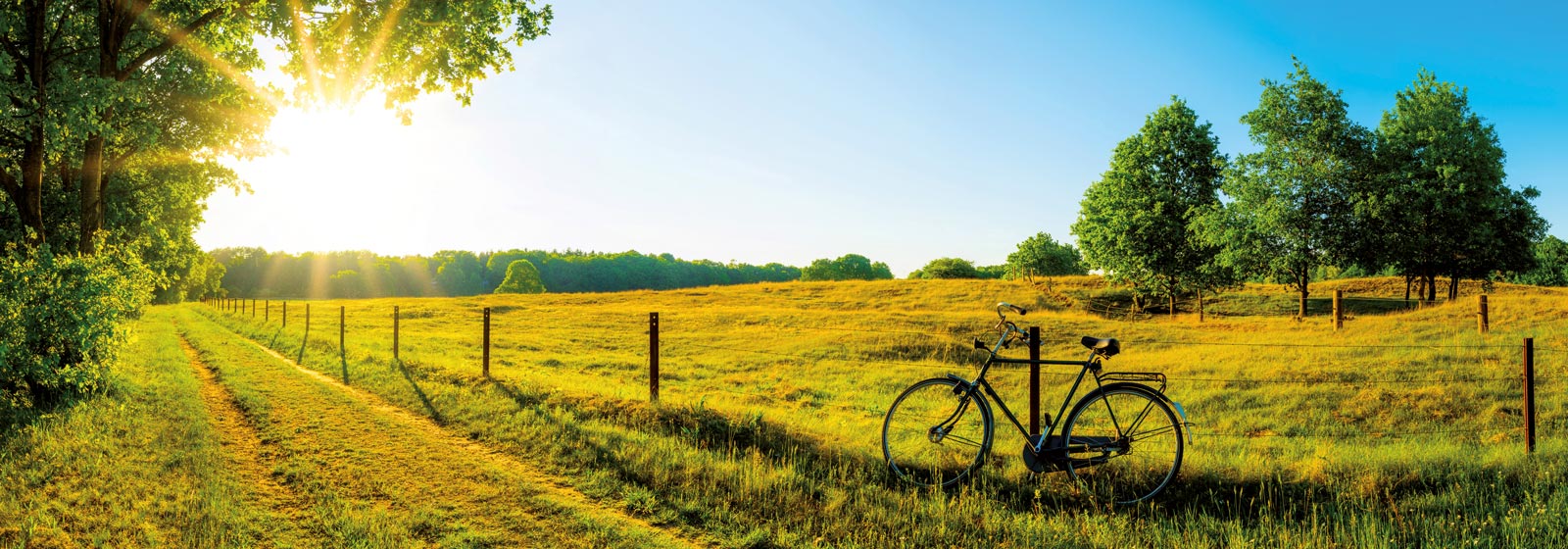 Feld umgeben von Wald, Strahlende Sonne und ein Fahrrad am Zaun